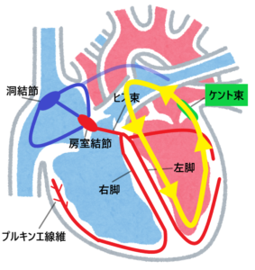 心臓の解剖生理