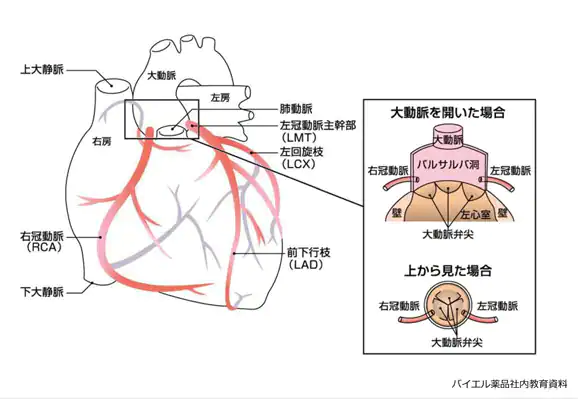 心臓の解剖