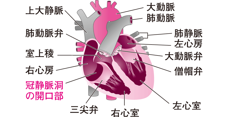 心臓の解剖