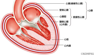 心臓解剖生理